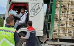 Göynük’te Gıda ve Hayvan Taşımacılığına Denetim!