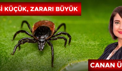 Yazın Sinek ve Kene Tehlikesine Dikkat!