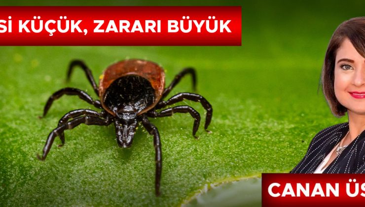 Yazın Sinek ve Kene Tehlikesine Dikkat!