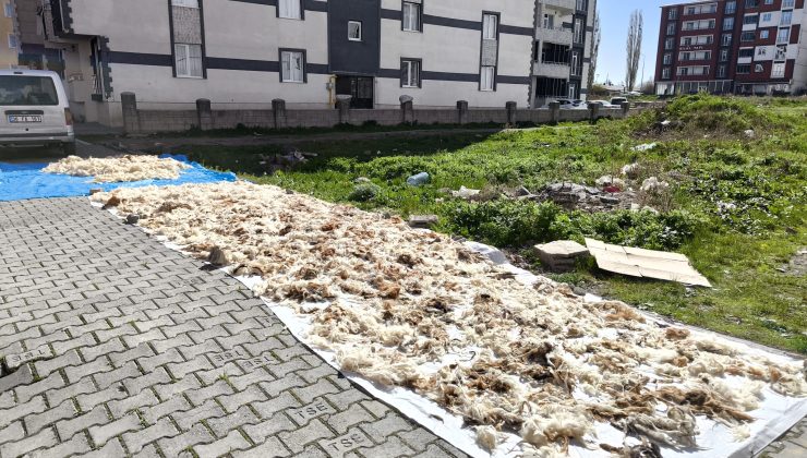 Kars’ta Yün Yıkama Geleneği Yeniden Başladı!