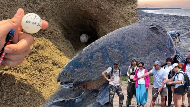 Belek’te Caretta Carettaların İlk Yuvaları Oluştu!
