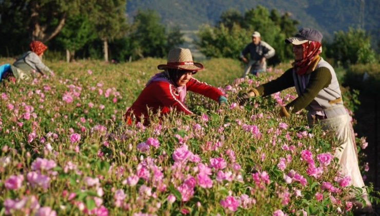 Isparta’da Gülçiçeği Alım Kampanyası Başladı!