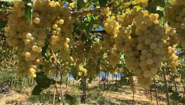 Kaş Margaz Üzümü, Tescillenerek Koruma Altına Alındı