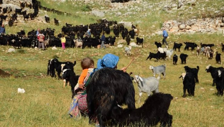 Yörükler Geleneksel Yayla Göçüne Başladı!