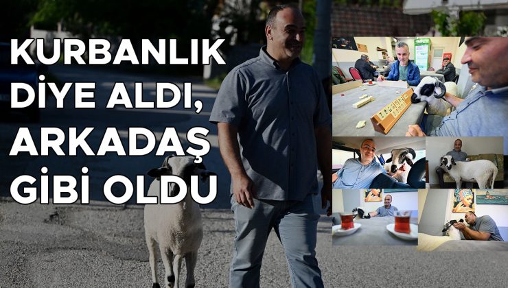 Kurbanlık Koç ile Duygusal Bağ Kurdu!
