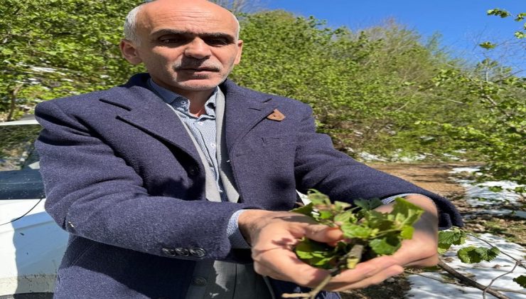 Fındık Rekoltesinde Büyük Kaybı Açıklayan Karan!