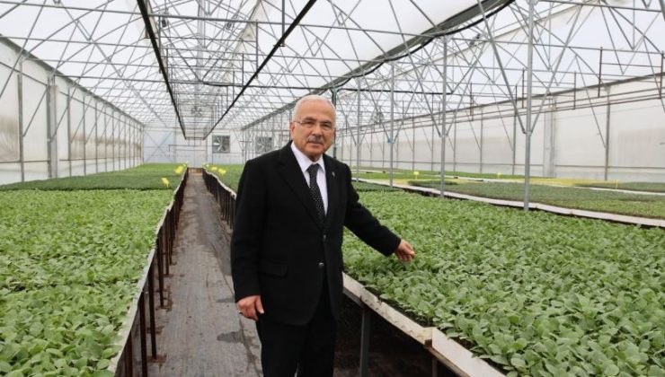 Ordu’da 4 Milyon Sebze Fidesi Üretildi!