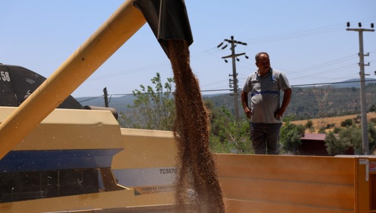 Bodrum’da Atalık Tohumdan Buğday Hasadı Başarıyla Tamamlandı