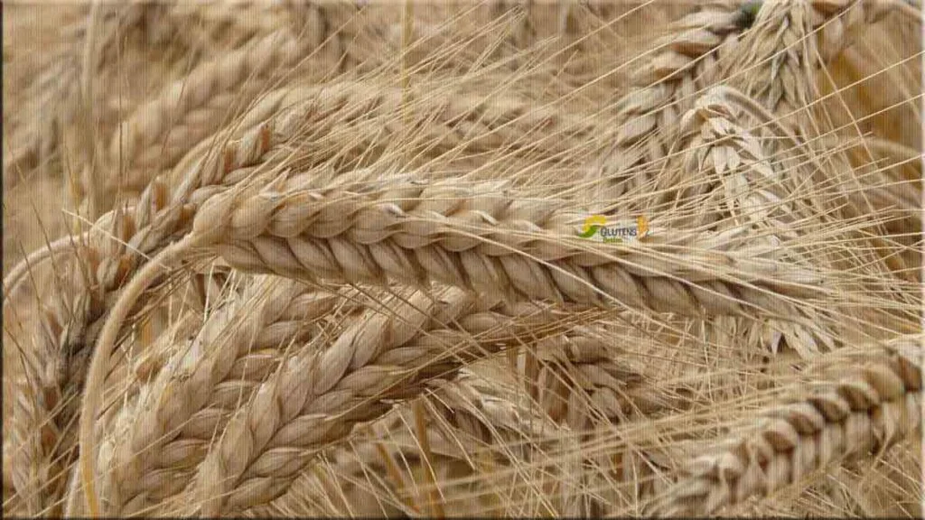 Ceylanpınar’da Rekor Buğday Hasadı Başladı!