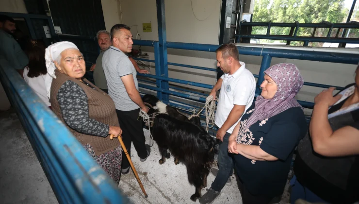 Muğla Mezbahaları Bayramda Hijyenik Hizmet Verdi!