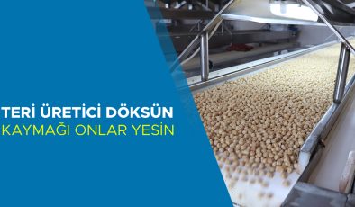 Fındık Üreticileri Umutla Yeni Sezona Hazırlanıyor