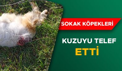 Düzce’de Başıboş Köpekler Halkı Tedirgin Ediyor!