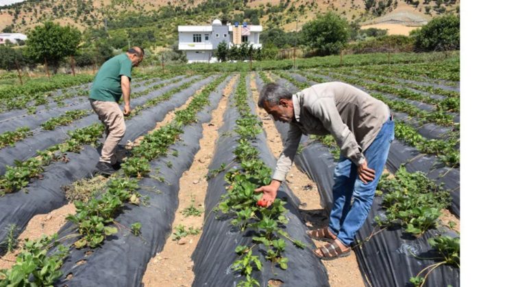 Sason’un Çileği, Avrupa Pazarına Açılıyor!