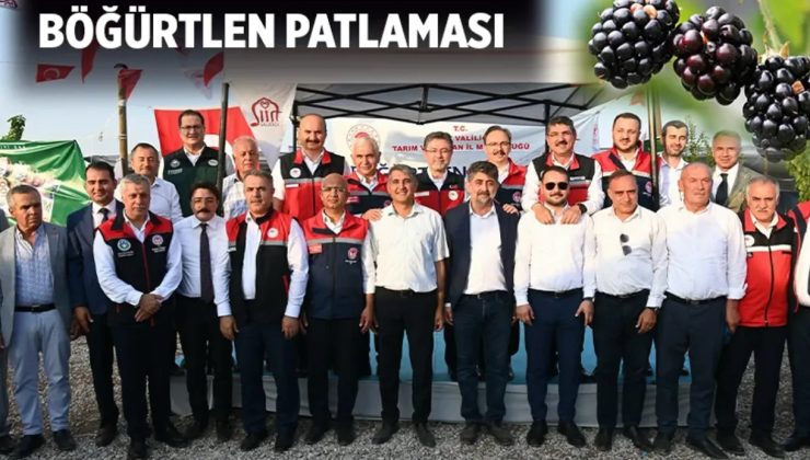 Batman, Böğürtlen Üretiminde Bursa’yı Zorluyor!
