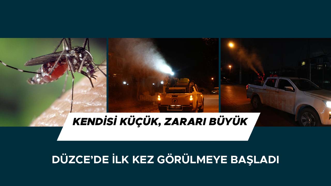 Düzce’de Sinek Mücadelesi: Gece İlaçlamaları Başladı!