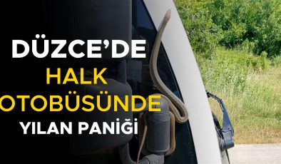 Yolda Yılan Paniği: Otobüste Korku Dolu Anlar!